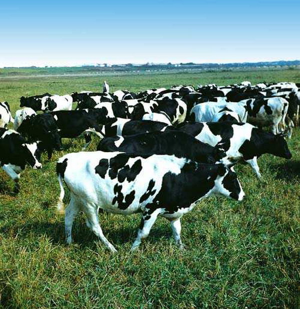 Дубровно, Дубровенский, животноводы, корова, молоко, надои,телята,прибыль
