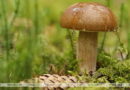 Первый в этом году случай отравления грибами зарегистрирован в Витебской области