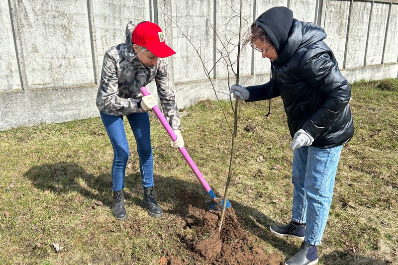 Дубровно,парк,деревья,акция