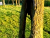 dubrovno_park_lipki_lubomirskiy_musor_svalka_istoriya_krasota_priroda12