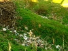dubrovno_park_lipki_lubomirskiy_musor_svalka_istoriya2