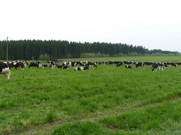 Дубровно,Дубровенский, осень, фермы, экономика, ОАО"Каманина"