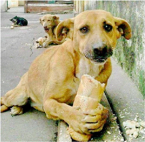 Дубровно,Дубровенский,Экология,собаки