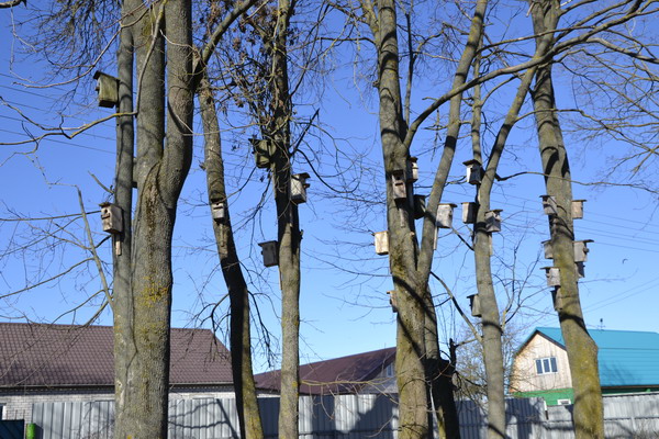 Дубровно, дубровенский, день птиц