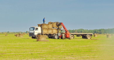 Дубровно, дубровенский, лен, уборочная