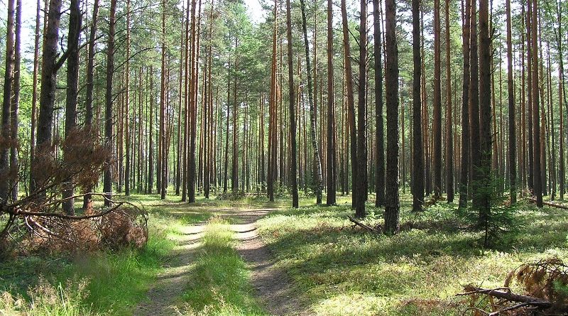 Дубровно, дубровенский, лесное хозяйство