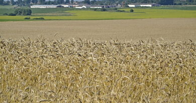 Дубровно,орша, витебск