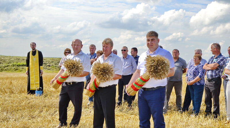 Дубровно,жатва,урожай