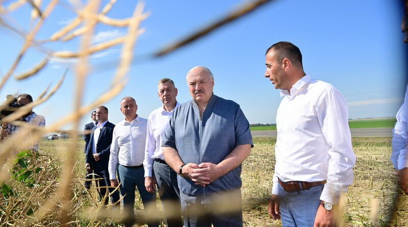 Дубровно,уборка,жатва