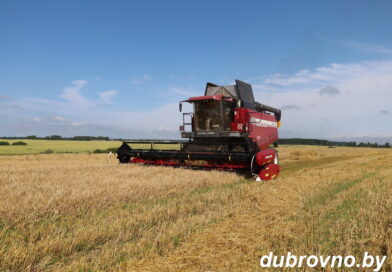 На Дубровенщине продолжается уборка озимого ячменя