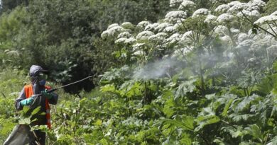 На Дубровенщине ведется борьба с борщевиком Сосновского