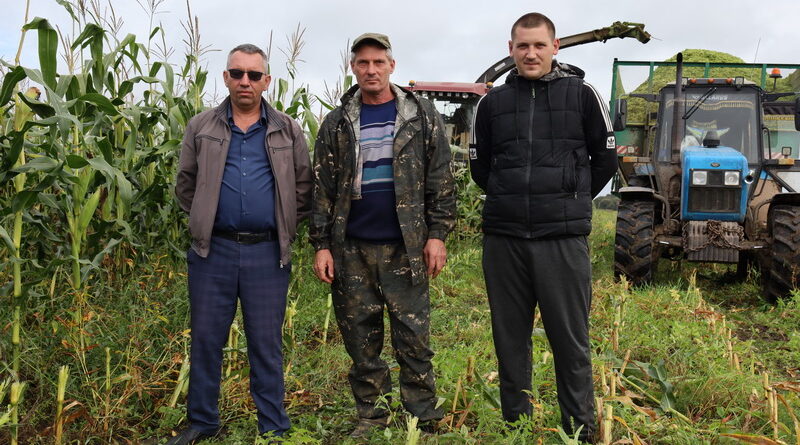 На Дубровенщине убирают кукурузу