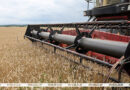 Свыше 9,8 млн тонн зерна с рапсом и кукурузой намолочено в Беларуси