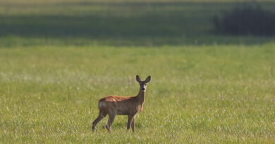 Дубровно, животные, лес, весна