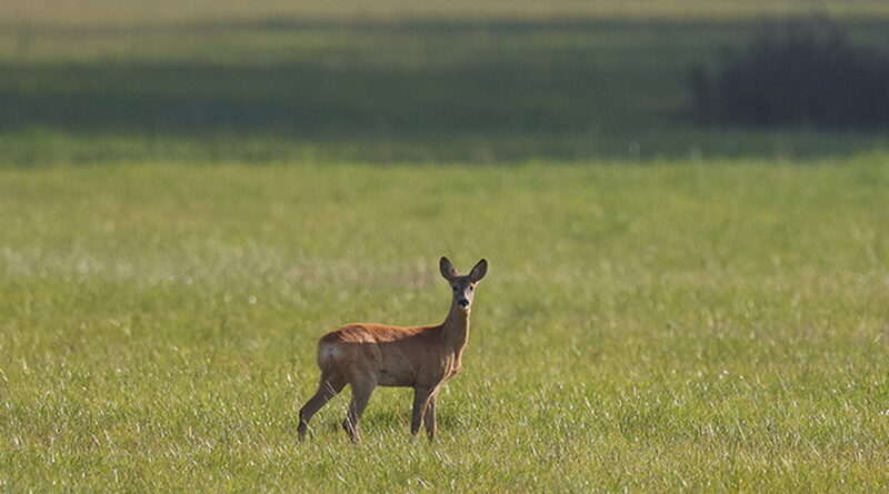 Дубровно, животные, лес, весна