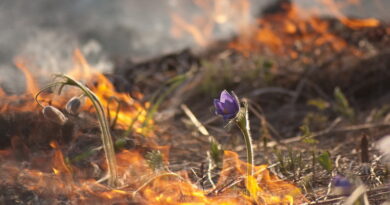 Дубровно, пал, весна