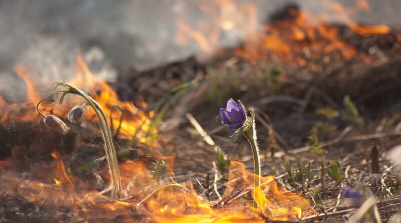 Дубровно, пал, весна