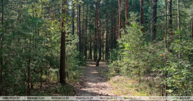 Дубровно, лес, охрана