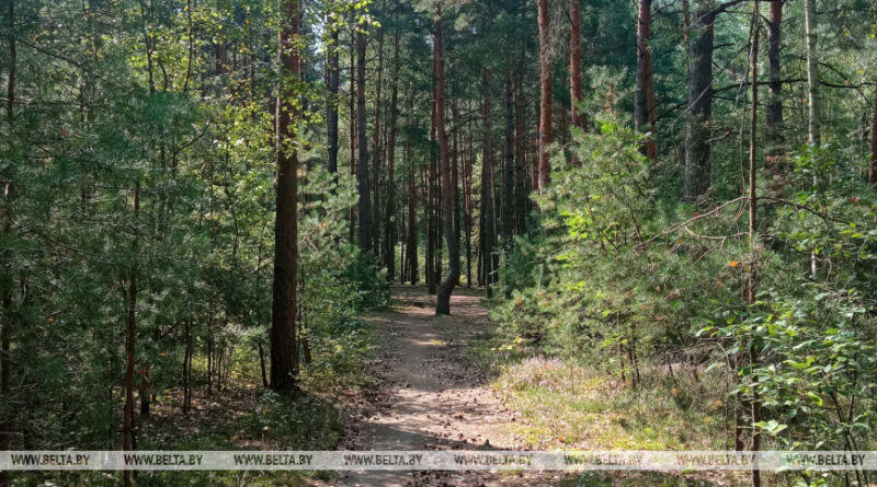 Дубровно, лес, охрана