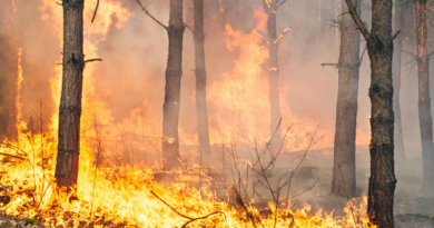 Дубровно, запрет, посещение, лес