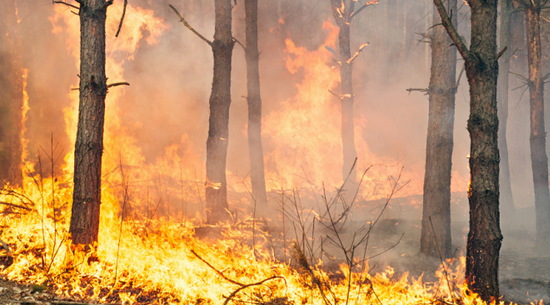Дубровно, запрет, посещение, лес