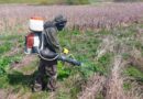 На Дубровенщине ведется уничтожение борщевика Сосновского