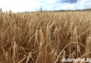 В Дубровенском районе сельхозпредприятия приступили к уборке зерновых