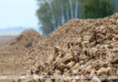 Первый миллион тонн сахарной свеклы накопали хозяйства Беларуси