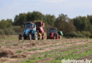 На Дубровенщине подходит к завершению уборка льна