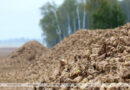 Аграрии Беларуси убрали 54% площадей сахарной свеклы Аграрии Беларуси убрали 54% площадей сахарной свеклы