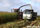 В сельхозпредприятиях Дубровенщины заготавливают кукурузный силос